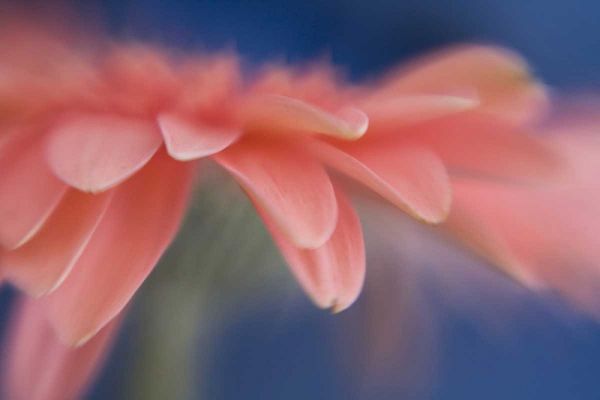 Maine, Harpswell Abstract of pink gerbera flower